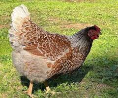 Splash Laced Red Wyandotte fertile eggs