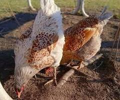 Splash Laced Red Wyandotte fertile eggs - 2