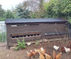 Hen shed plus 40 hens - 4