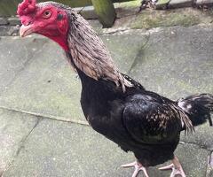Male & female for sale