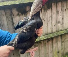 Male & female for sale - 2