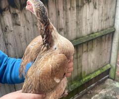 Male & female for sale - 3