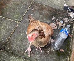 Male & female for sale - 4