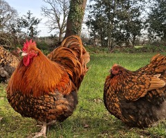 Mixed Flock of Large Breed Orpingtons