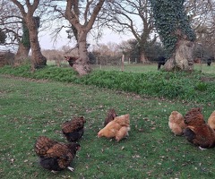 Mixed Flock of Large Breed Orpingtons - 2