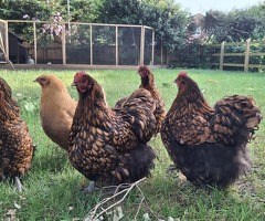 Mixed Flock of Large Breed Orpingtons - 3