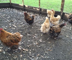 Mixed Flock of Large Breed Orpingtons - 4