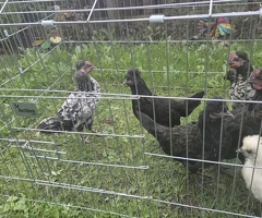 Mix breed young chickens for sale