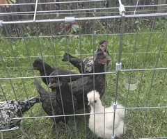 Mix breed young chickens for sale - 2