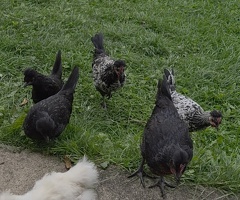 Mix breed young chickens for sale - 3