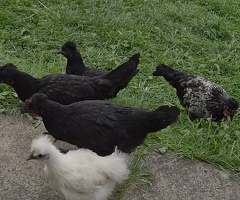 Mix breed young chickens for sale - 4