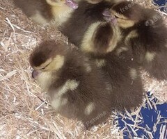 6 chocolate muscovy duckling