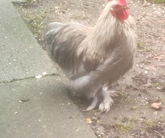 Pekin bantam cockeral. Looking for a new home for this handsome chap.