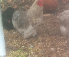 Pekin bantam cockeral. Looking for a new home for this handsome chap. - 2