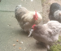 Pekin bantam cockeral. Looking for a new home for this handsome chap. - 3