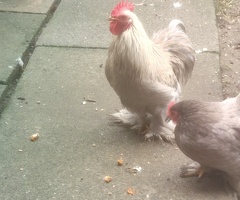 Pekin bantam cockeral. Looking for a new home for this handsome chap. - 4