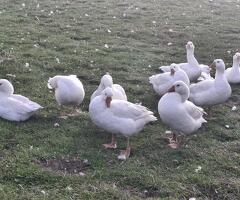Large white geese