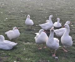 Large white geese - 2