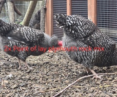 Chickens for sale in Reading Berkshire