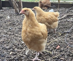 Chickens for sale in Reading Berkshire - 2