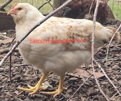 Chickens for sale in Reading Berkshire - 3