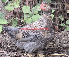 Chickens for sale in Reading Berkshire - 4