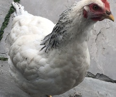 Beautiful hens