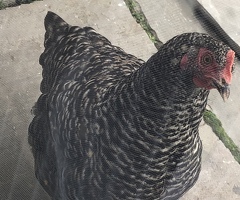 Beautiful hens - 2