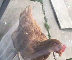 Beautiful hens - 3