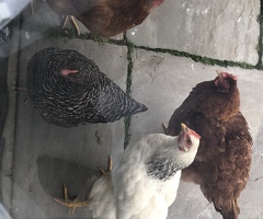 Beautiful hens - 4