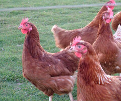 warren chickens