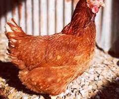 warren chickens - 2