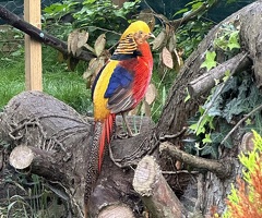 Golden pheasants pairs