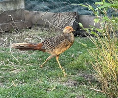 Golden pheasants pairs - 2