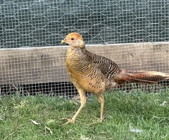 Golden pheasants pairs - 3