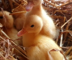 Ducklings for sale