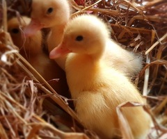 Ducklings for sale - 2