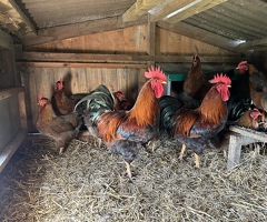 Large Fowl Gold Partridge Welsummer Hatching Eggs