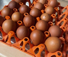 Large Fowl Gold Partridge Welsummer Hatching Eggs - 2