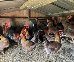 Large Fowl Gold Partridge Welsummer Hatching Eggs - 3