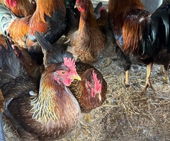Large Fowl Gold Partridge Welsummer Hatching Eggs - 4