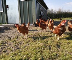 2 year old Organic laying hens for sale