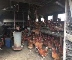 2 year old Organic laying hens for sale - 2