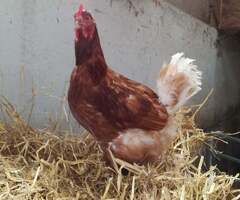 2 year old Organic laying hens for sale - 3