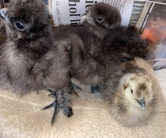 SILKIE CHICKS
