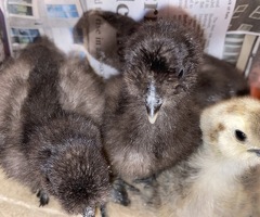 SILKIE CHICKS - 2
