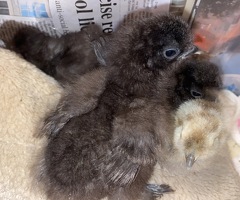 SILKIE CHICKS - 3