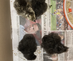 SILKIE CHICKS - 4