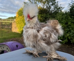 USA silkie cockerels