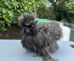 USA silkie cockerels - 2